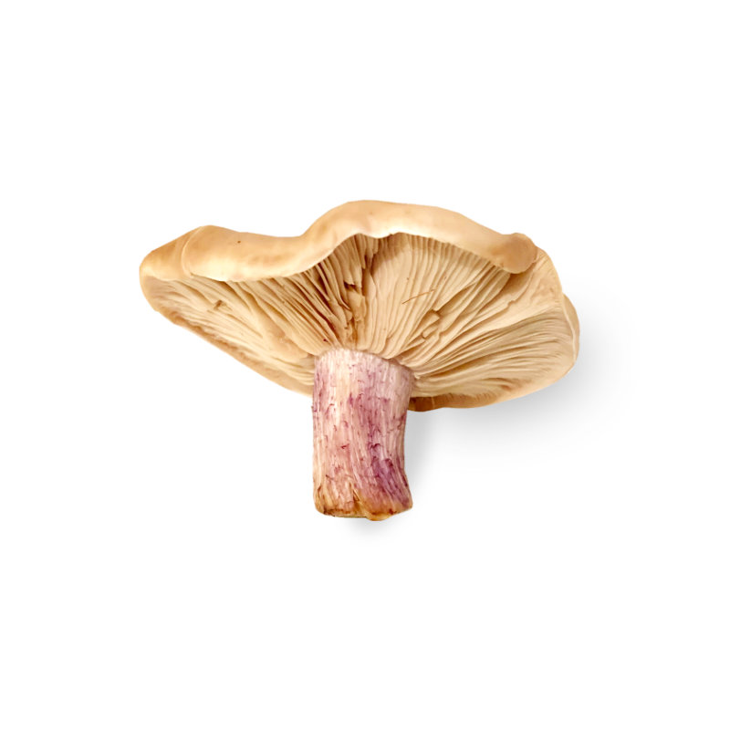 Mushroom Field Blewit
