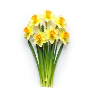 Daffodils