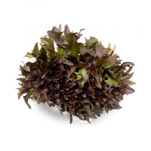 Lollo Rosso Lettuce